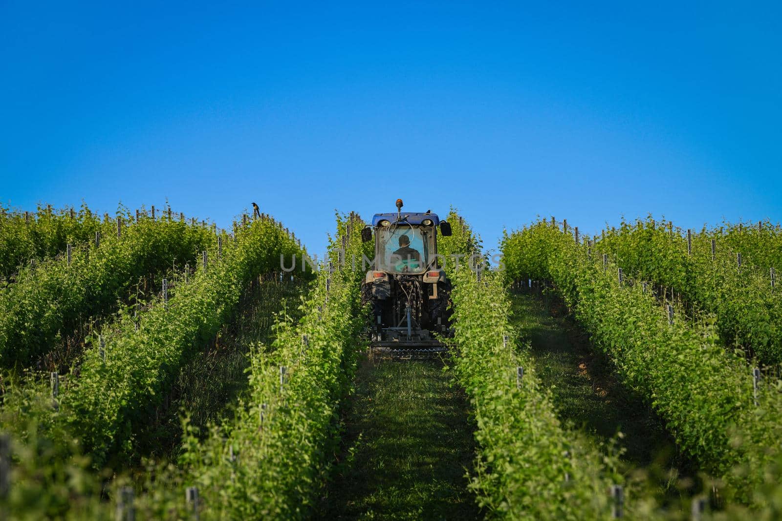 Vineyard landscape, Mowing mustard flower in Vineyard south west of France, Bordeaux Vineyard. High quality photo