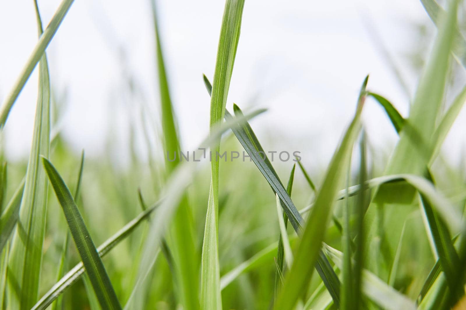 Green grass in meadow pasture with blur effect by diczman
