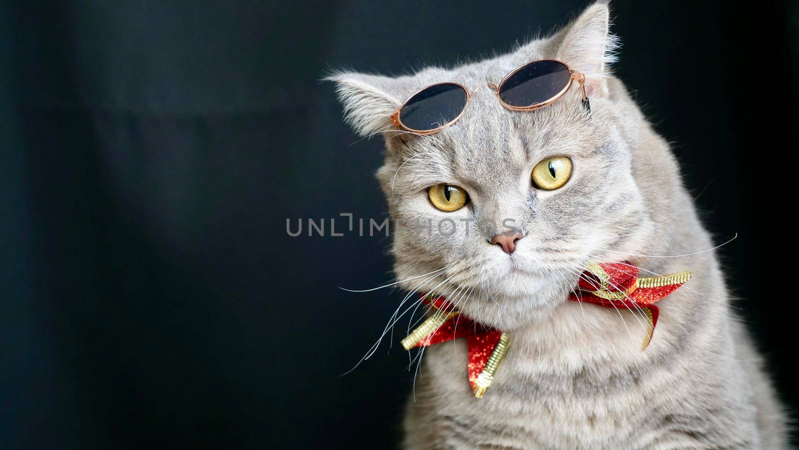 British pet, Scottish straight cat for New Year 2022, Christmas, with glasses, black isolated background, close-up. A cool gray animal celebrates the holidays