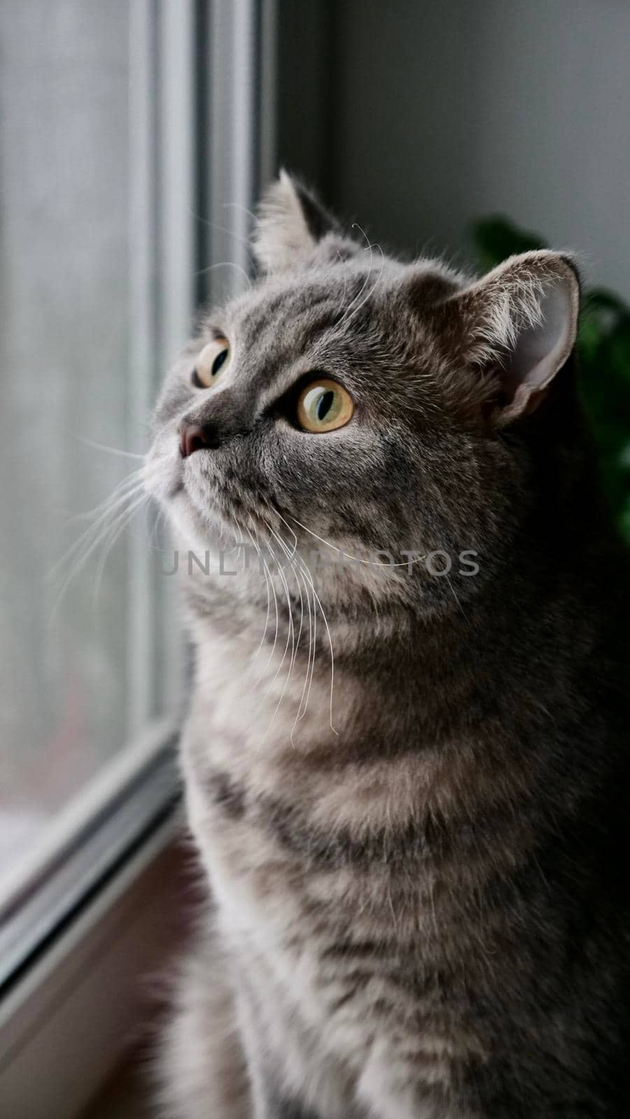 Portrait of pet scottish straight cat, british close up at home. An animal of striped gray color looks out the window