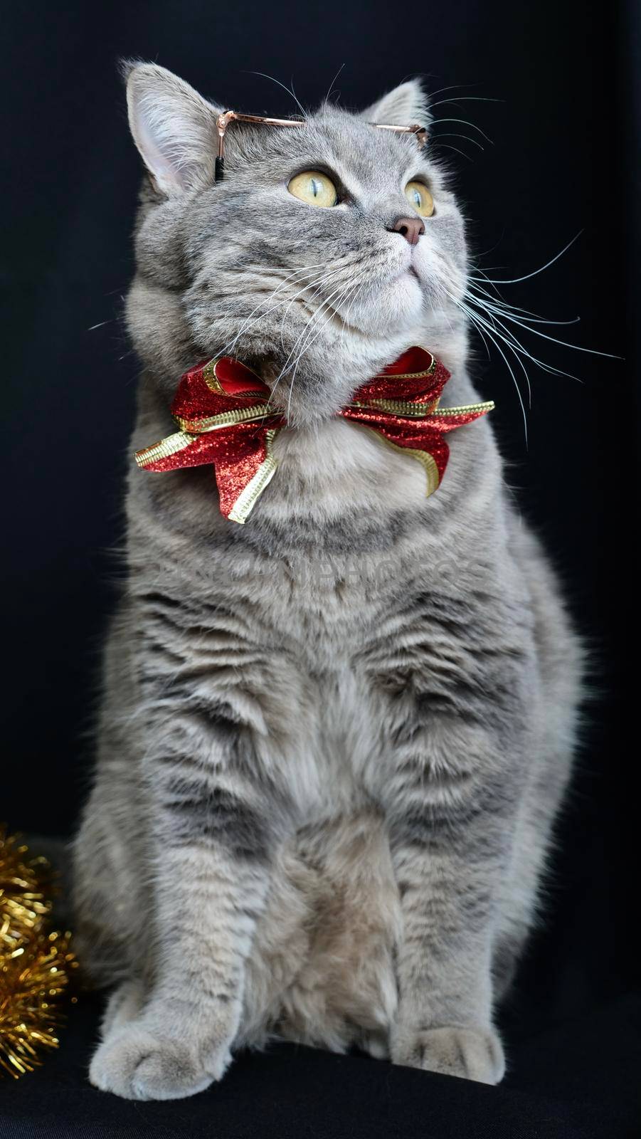 British pet, Scottish straight cat for New Year 2022, Christmas, with glasses and red bow, black background, close-up. A cool gray animal celebrates the holidays