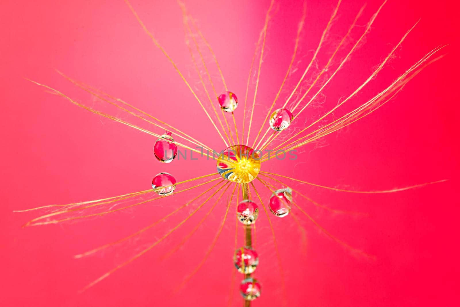 Beautiful dew drops on a dandelion seed. Beautiful soft background. Water drops on a parachutes dandelion. Soft dreamy tender artistic image