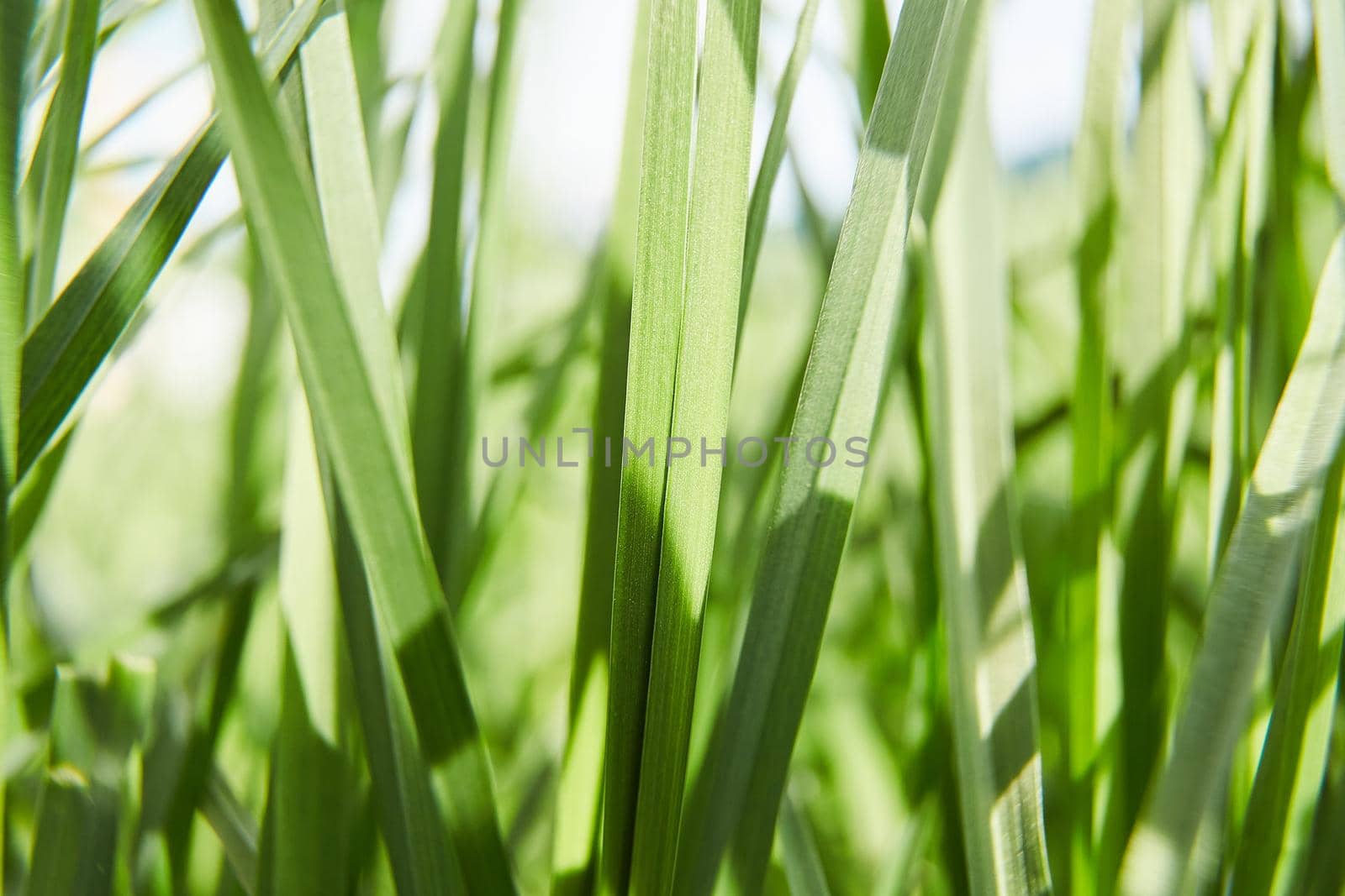 Close up of grass with beautiful blur . High quality photo