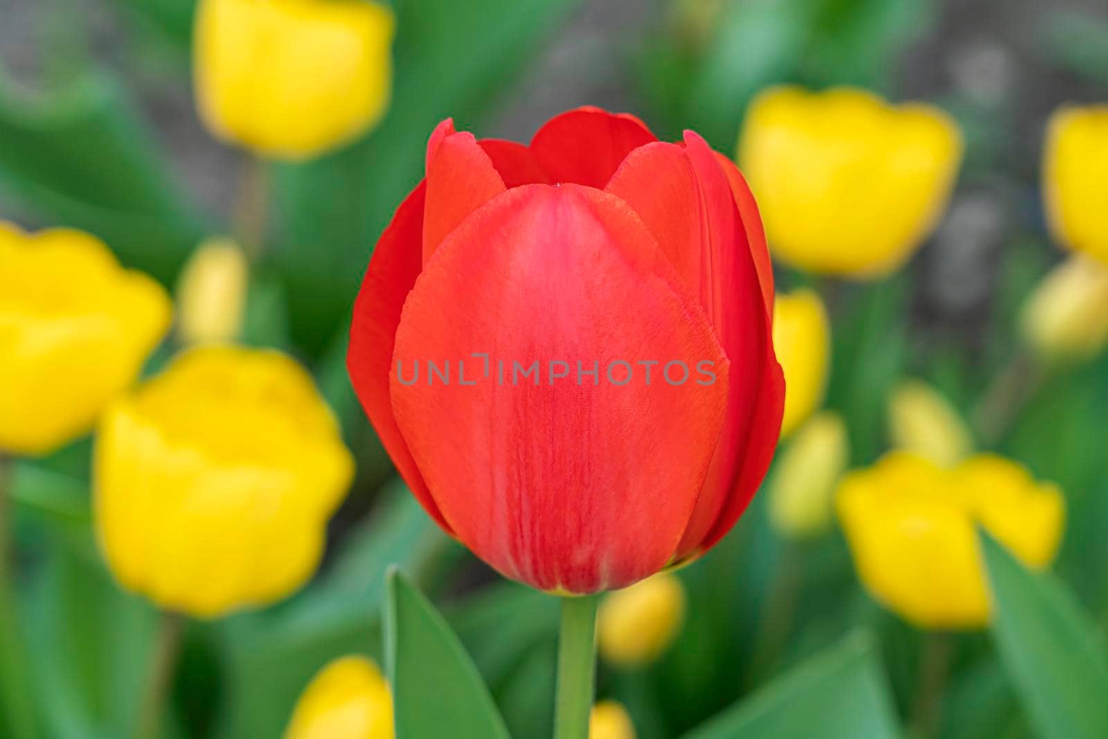 red tulip on a background of yellow tulips. High quality photo