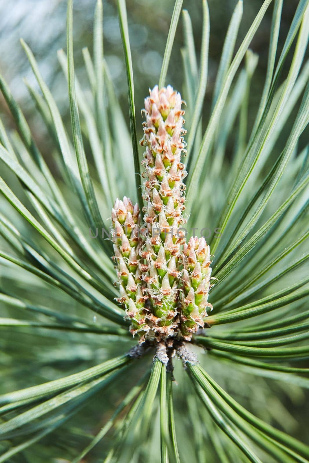 Pine tree flower close up. Vertical picture. High quality photo