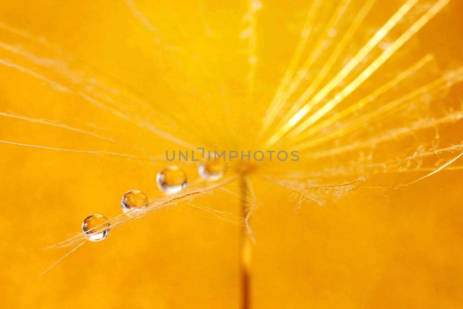 Beautiful dew drops on a dandelion seed. Beautiful soft background. Water drops on a parachutes dandelion. Soft dreamy tender artistic image