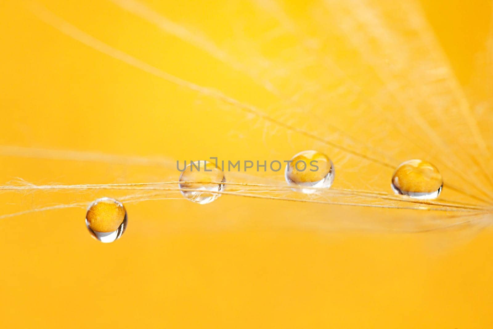 Beautiful dew drops on a dandelion seed. Beautiful soft background. Water drops on a parachutes dandelion. Soft dreamy tender artistic image