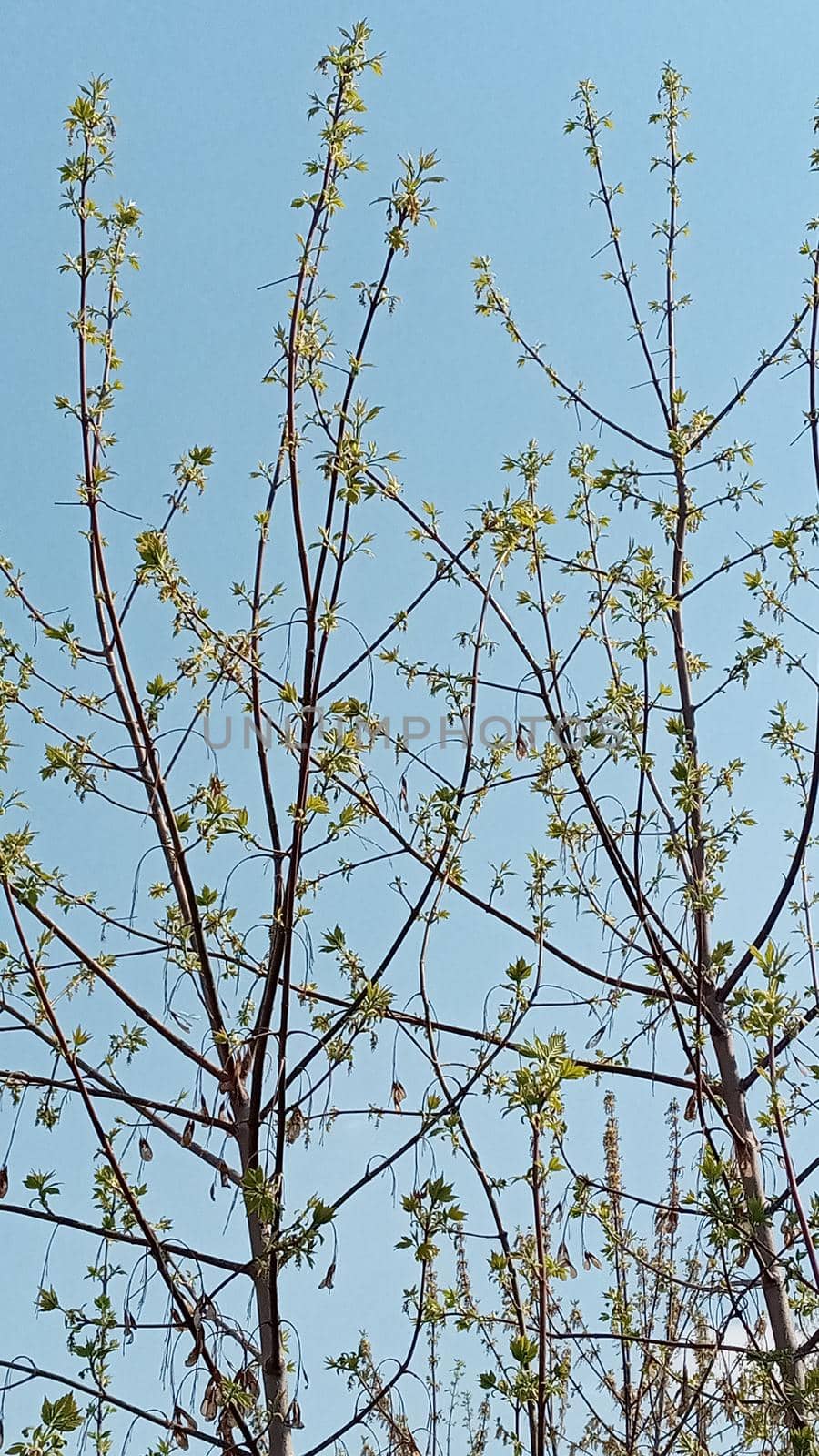 A willow leaf is blooming. There are young green leaves on a thin branch. Nature comes to life in spring. Willow tree.