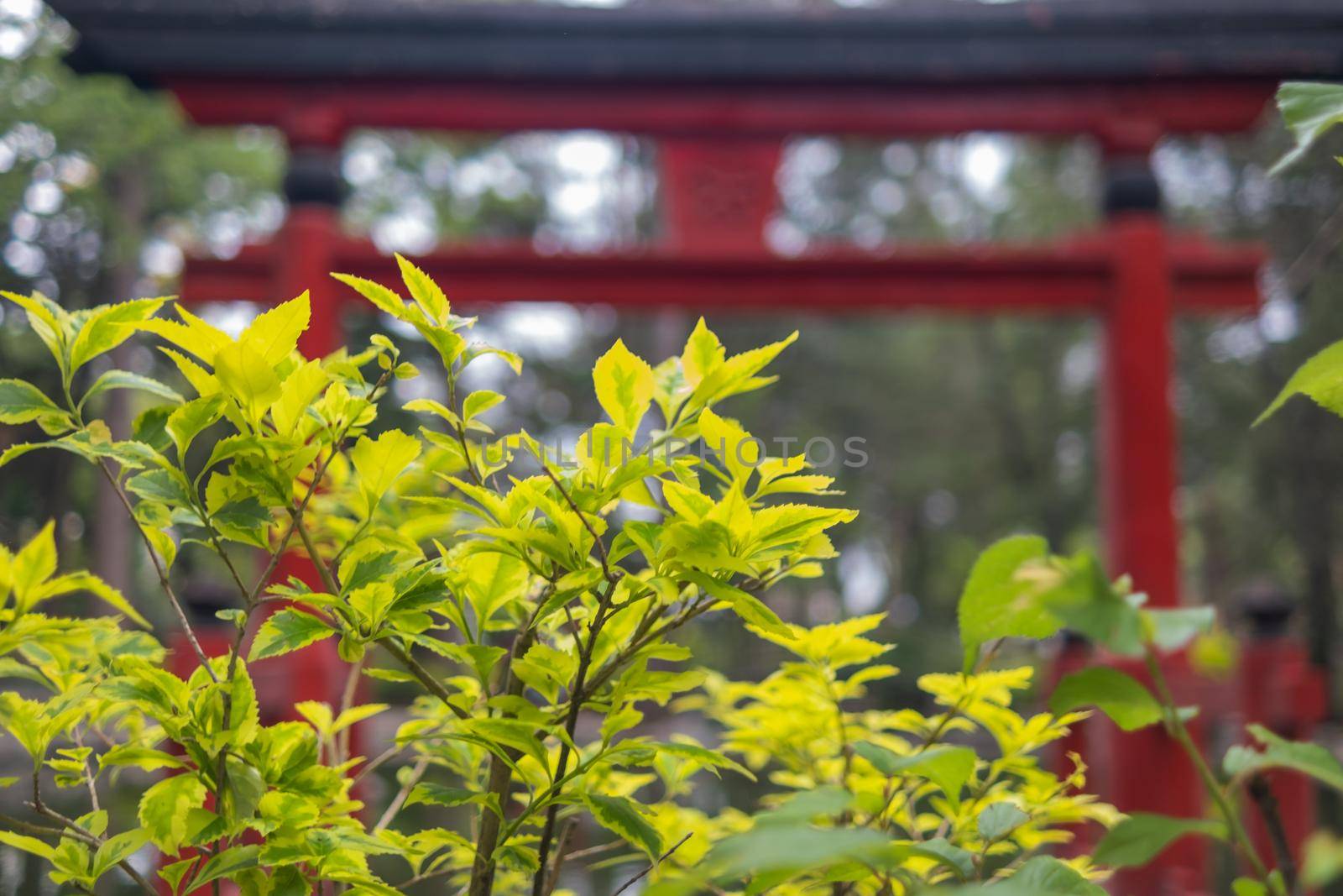 Green leaves with blurry traditional Japanese gate as background by Kanelbulle