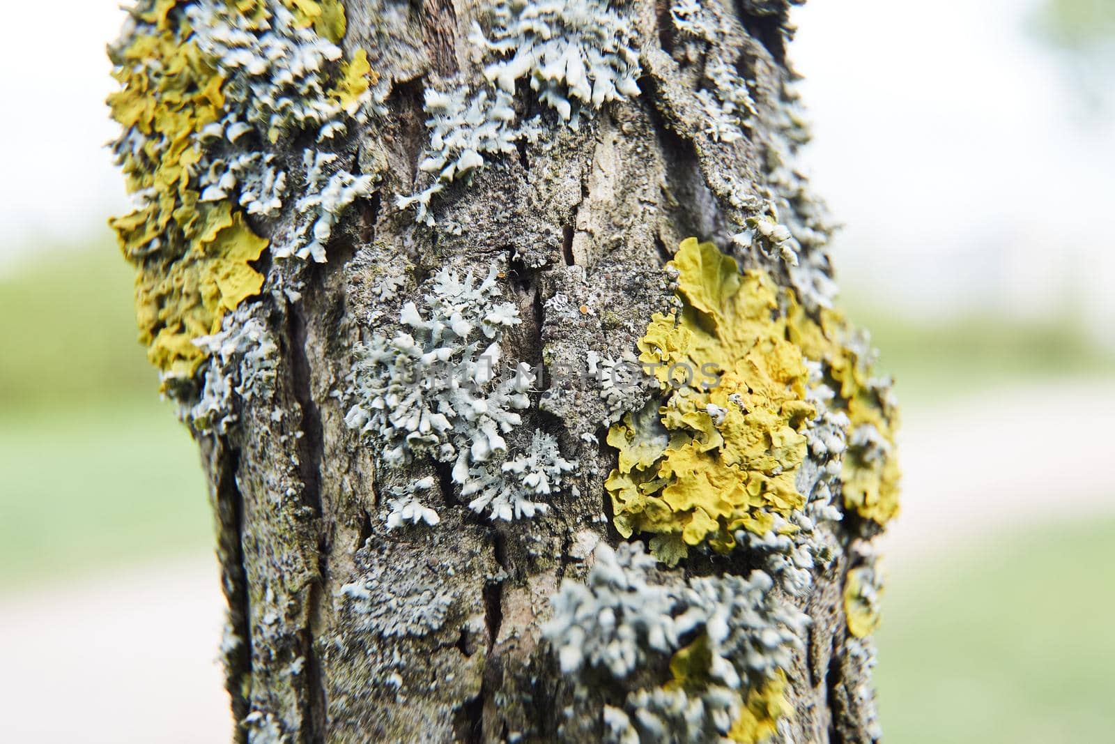Embossed texture of the brown bark of a tree with green moss and lichen on it. High quality photo