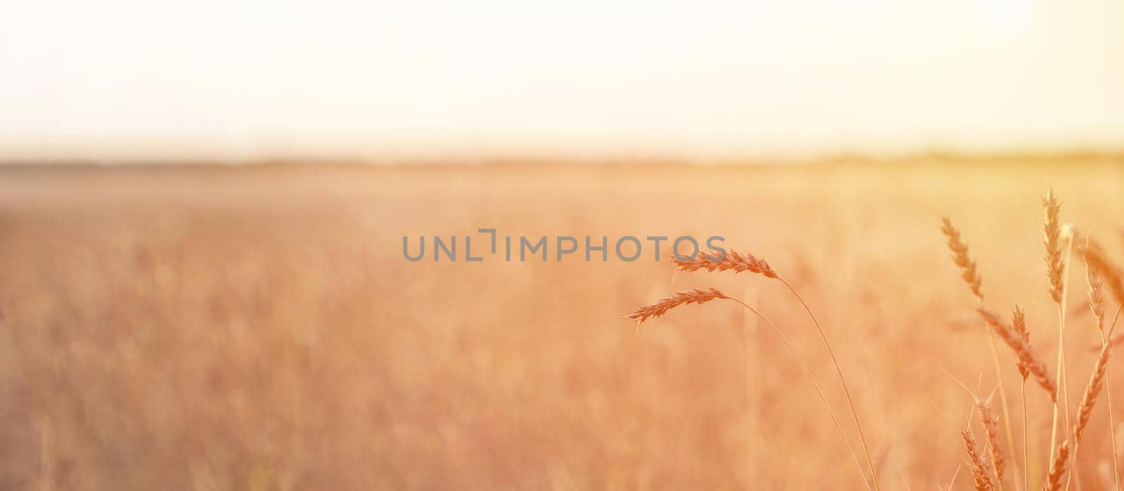 Ears of wheat or rye growing in the field at sunset. field of rye during the harvest period in an agricultural field. Background of ripening ears of wheat field. Rich harvest Concept. Label art design