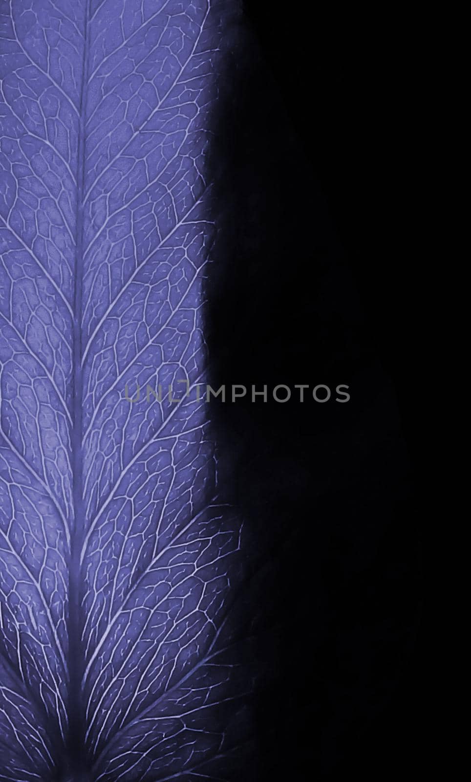 The illuminated leaf of the plant, in lilac color. X-ray negative photo effect. Very peri