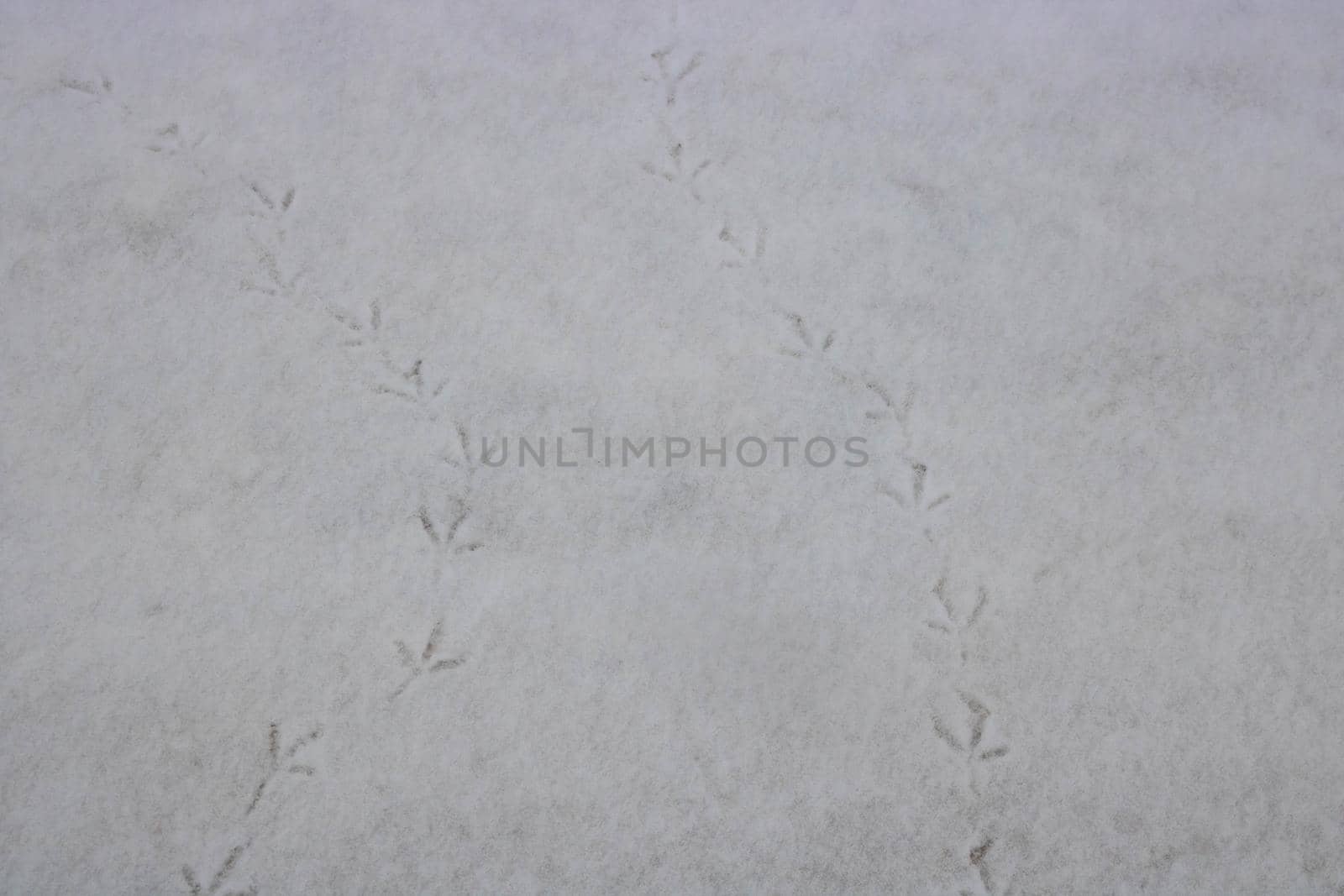 Footprints of birds on the white snow.Winter background.