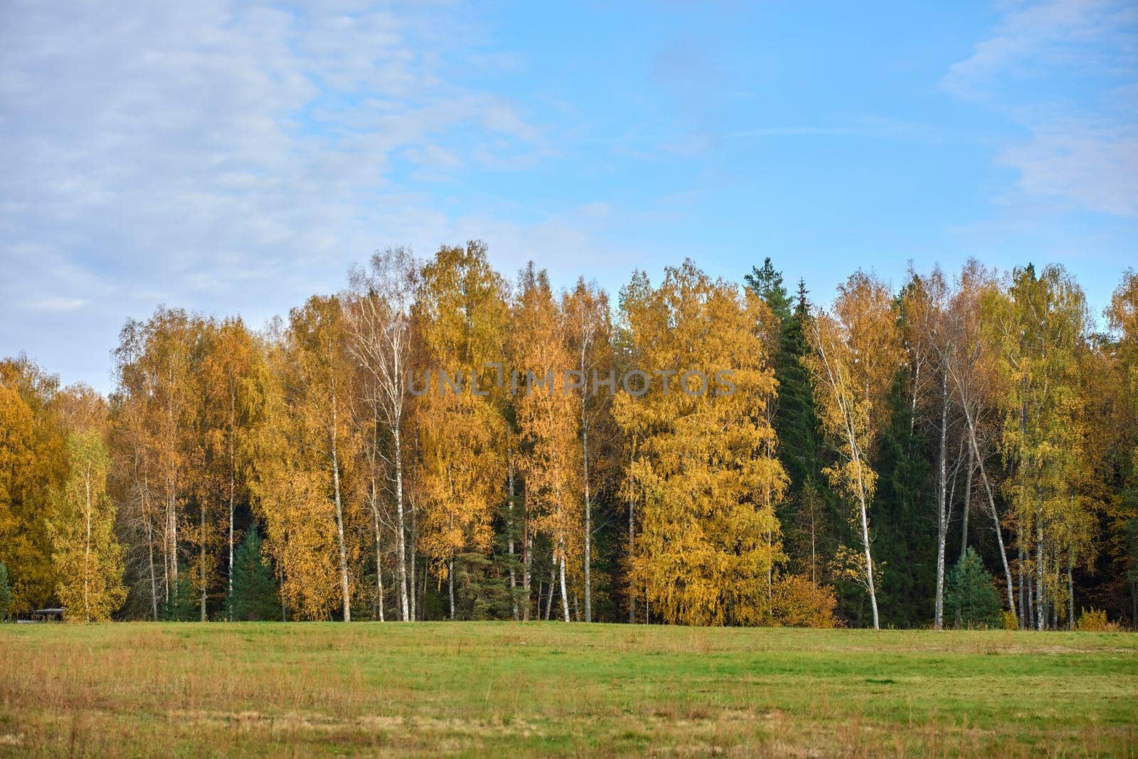 Stunning autumn time colours in Russia. High quality by diczman