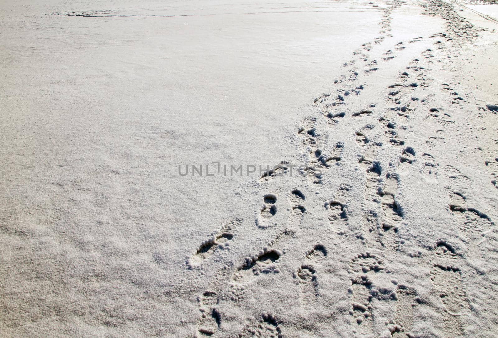 Footprints from shoes in a snowy meadow. Shoe prints in fresh snow on snowy meadow.