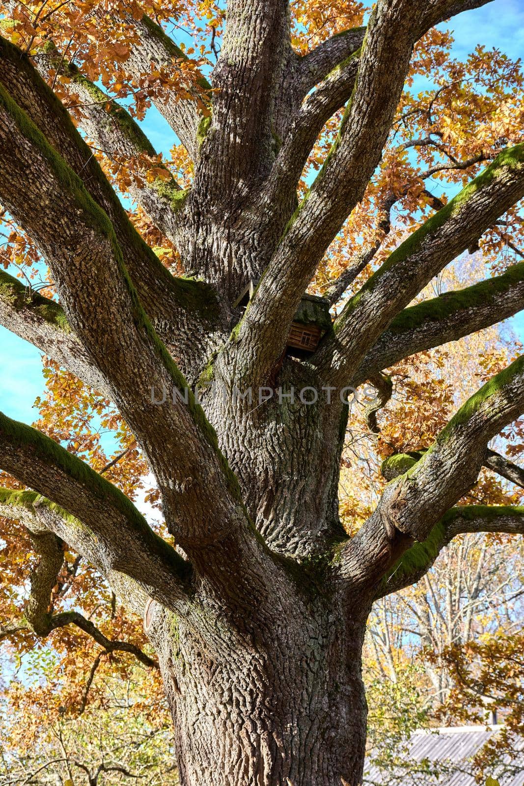 Closeup of oak tree branches. High quality photo