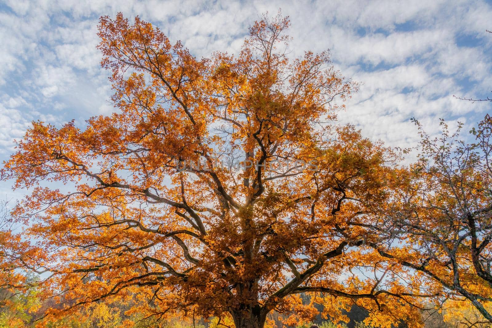 Huge oak tree in sunbeams. High quality by diczman