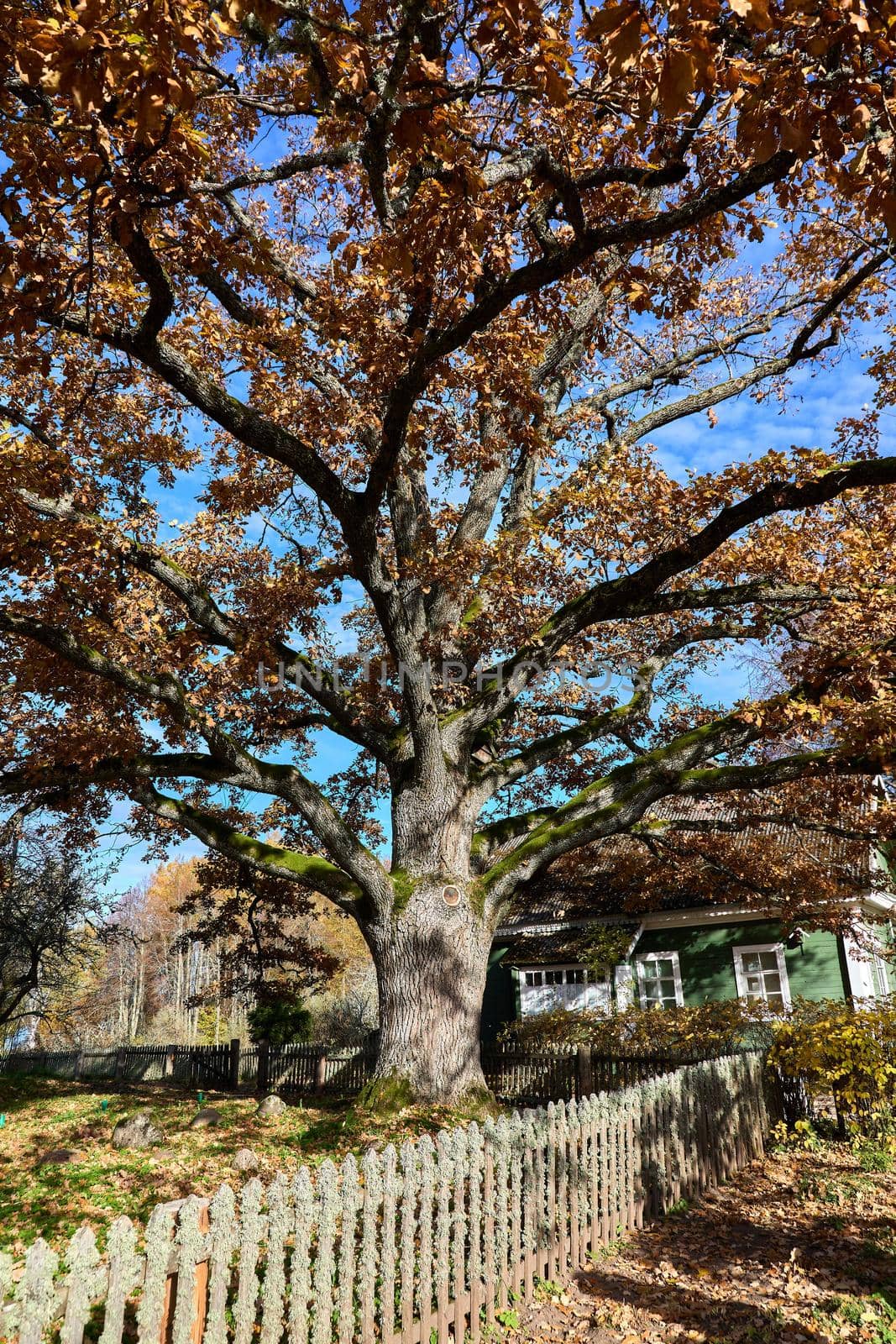 Huge oak tree in sunbeams. High quality photo