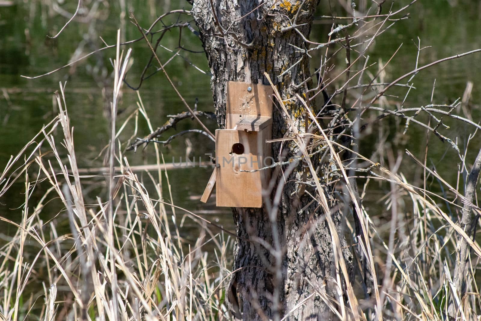Man made bird house on tree in Nebraska country . High quality photo