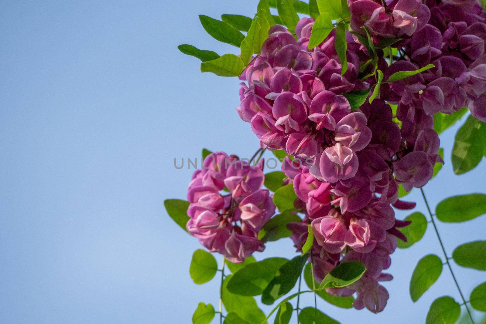 Pink acacia flowers with green leaves on a branch in the blue sky. by Matiunina