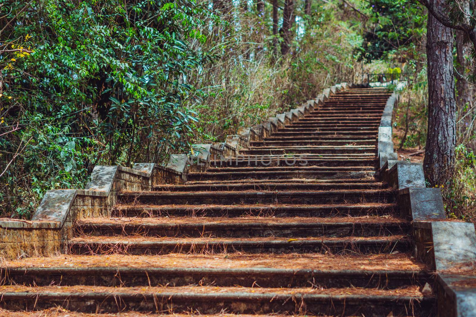 Copy space lifestyle nature green brown Long high old wide staircase low parapet in pine trees forest park. Vintage effect. Step symbol upward to new achievements. Way path route track progress.