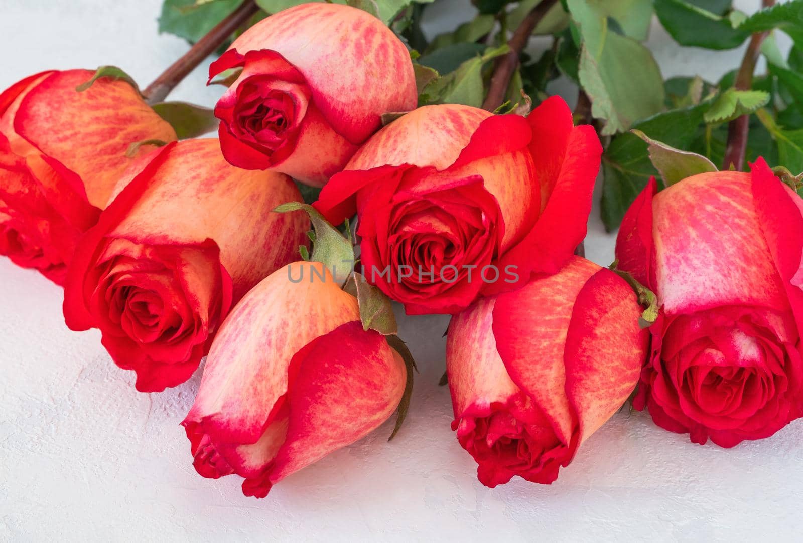 A bouquet of beautiful yellow-red roses lies on a light background with the texture of plaster. Congratulations, gift concept. Horizontal orientation, selective focus.