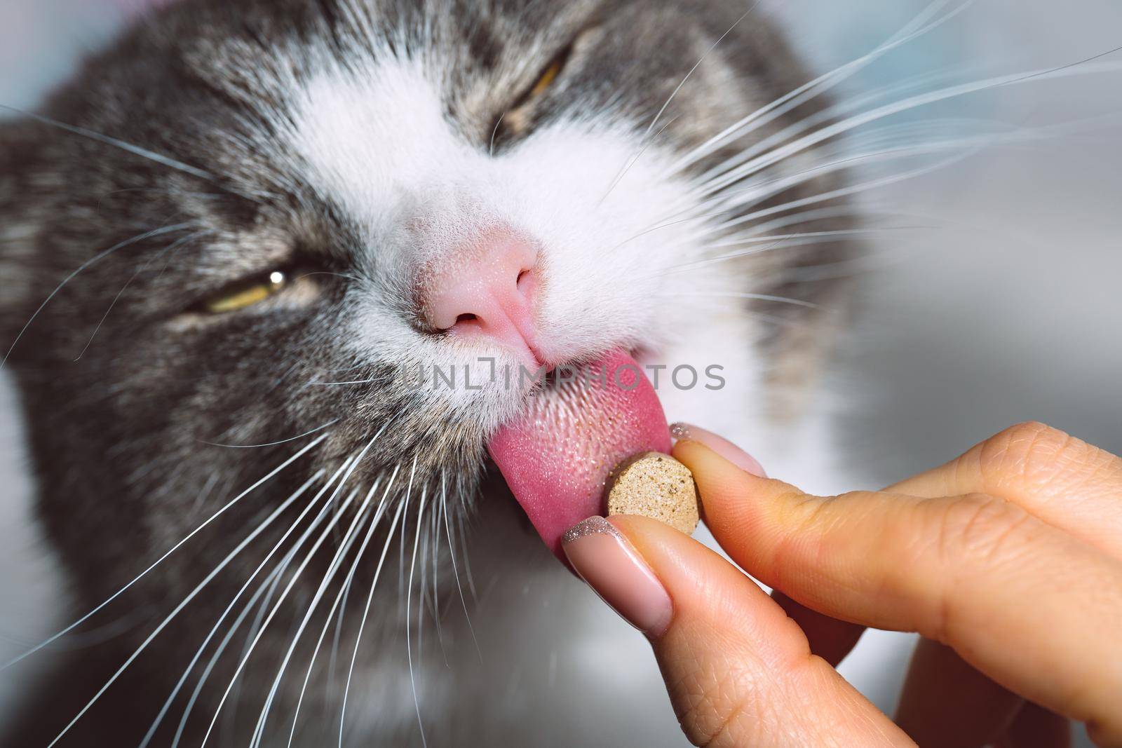 Funny cat taking pills. Cat licking vitamin tablet for pets. High quality photo