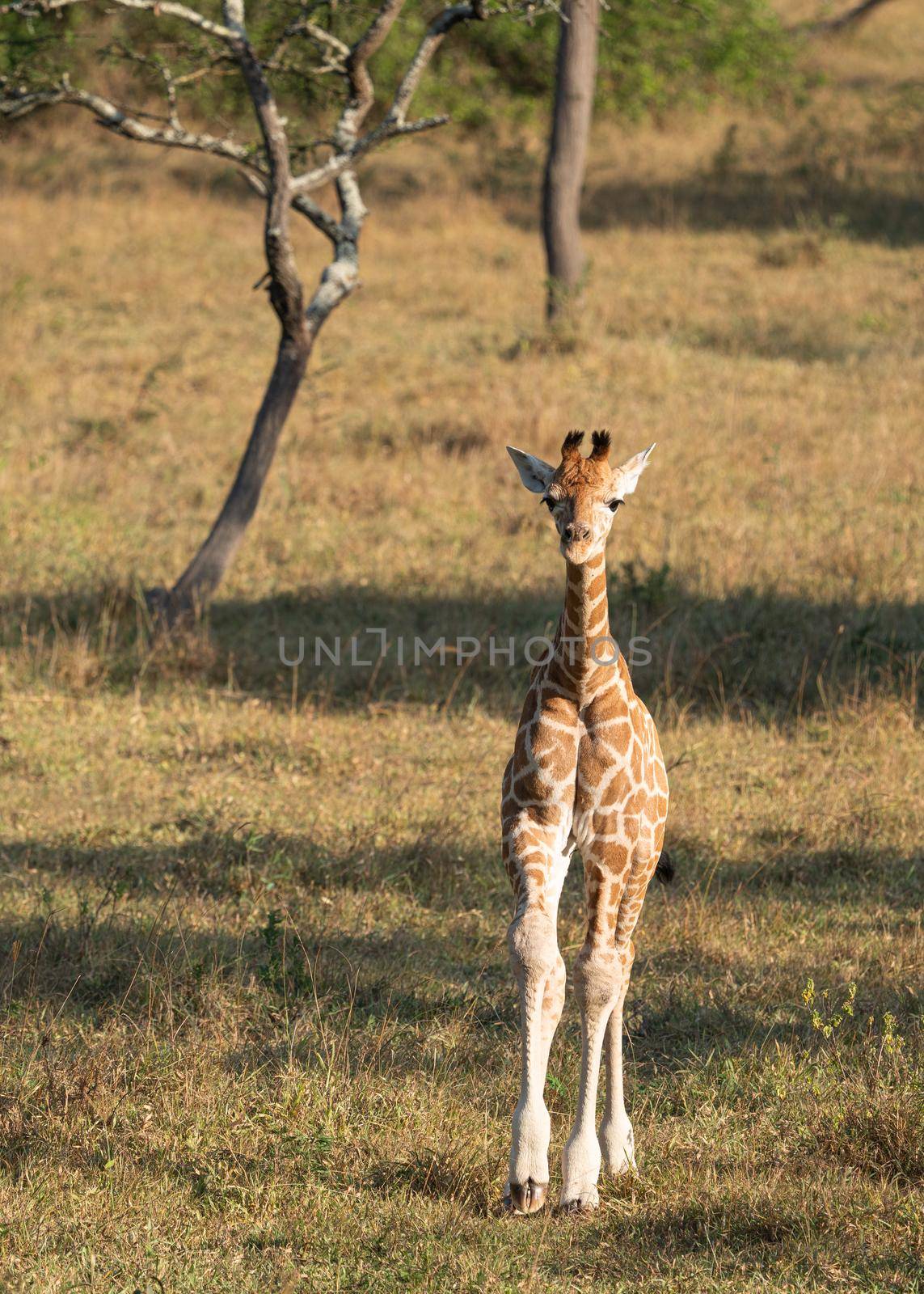 Baringo Giraffe (Giraffa camelopardalis), Lake Mburo National Park, Uganda