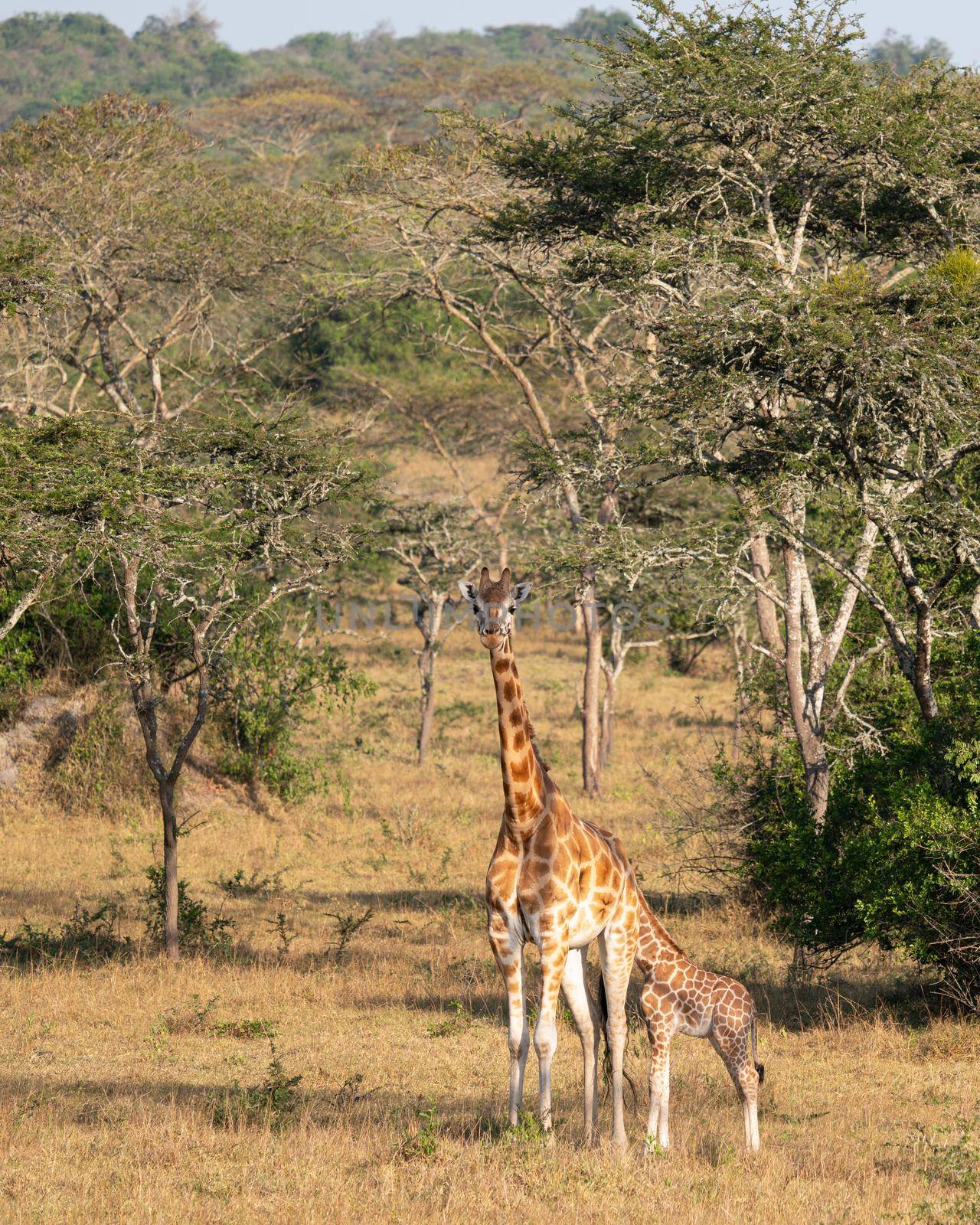 Baringo Giraffe, Giraffa camelopardalis by alfotokunst