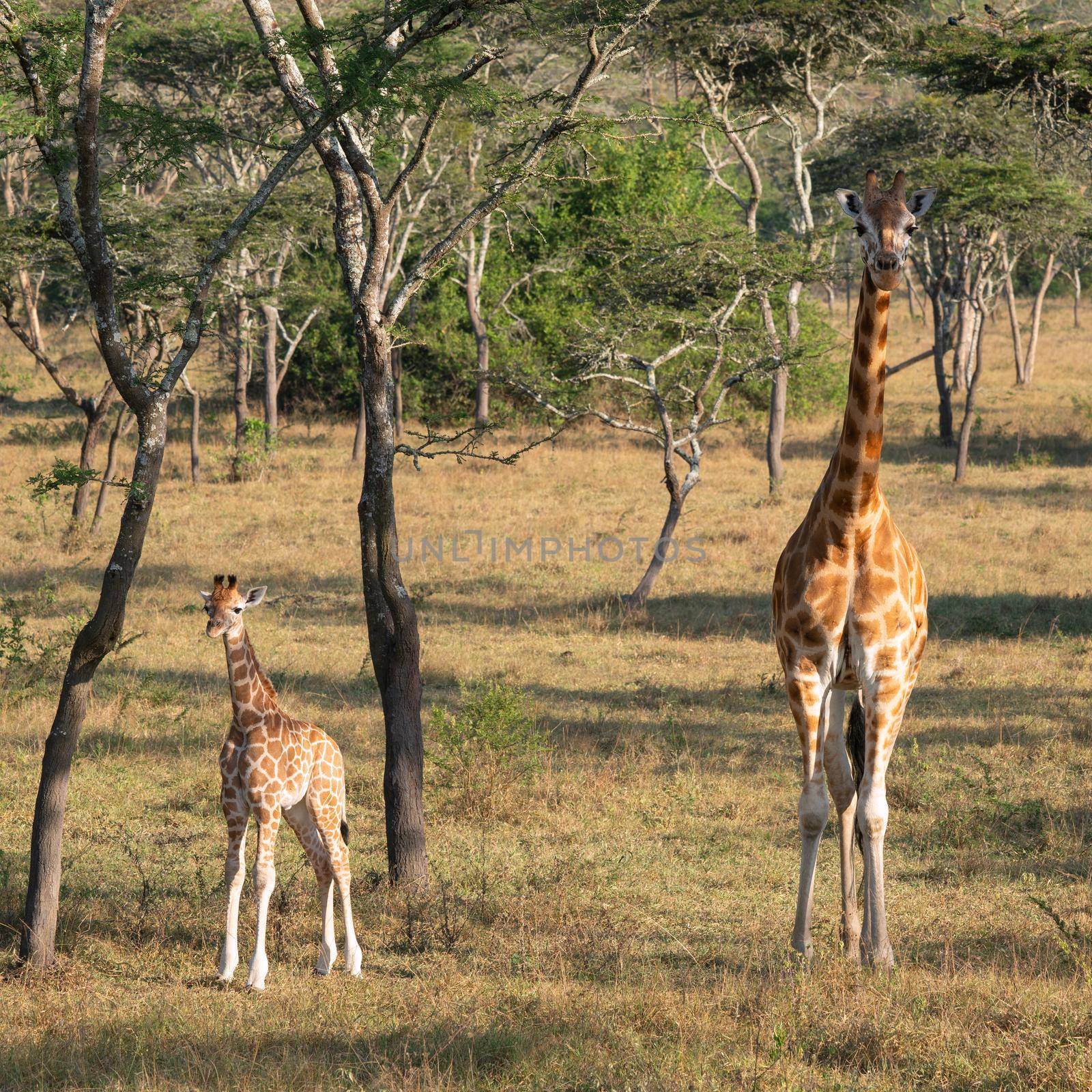 Baringo Giraffe (Giraffa camelopardalis), Lake Mburo National Park, Uganda