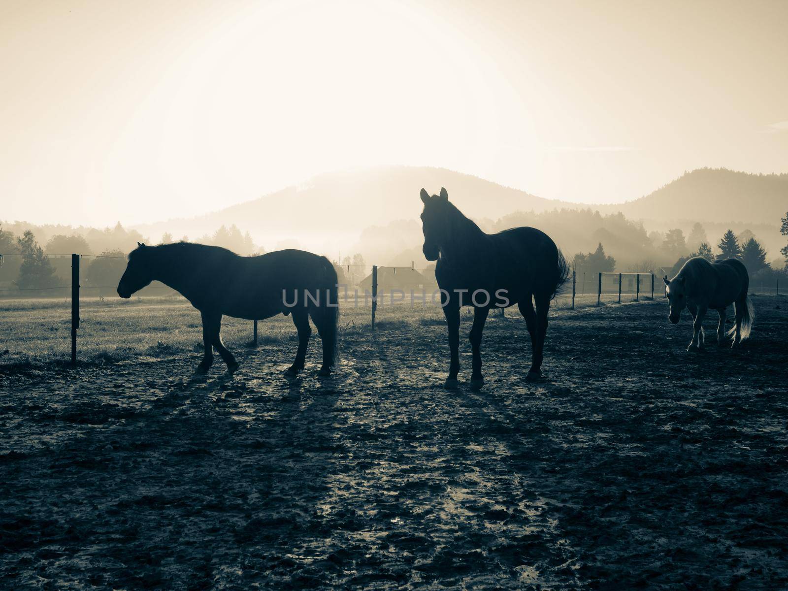 Horses On The Autumn muddy meadow, cold autumn sun at horizon. BW, Black and white,