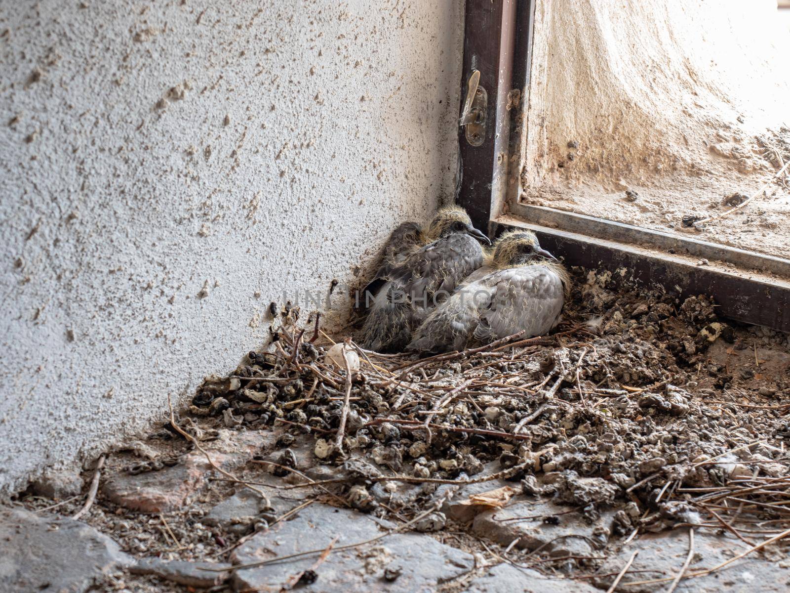 Close-up shot of two young pigeon babies sitting in the nest. by rdonar2