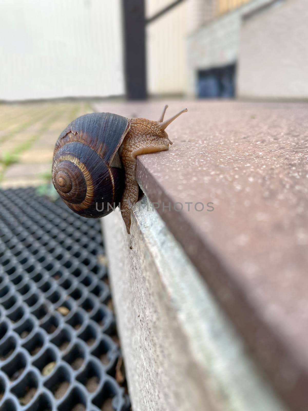 grape snail climbs up the steep rung of a staircase by Proxima13