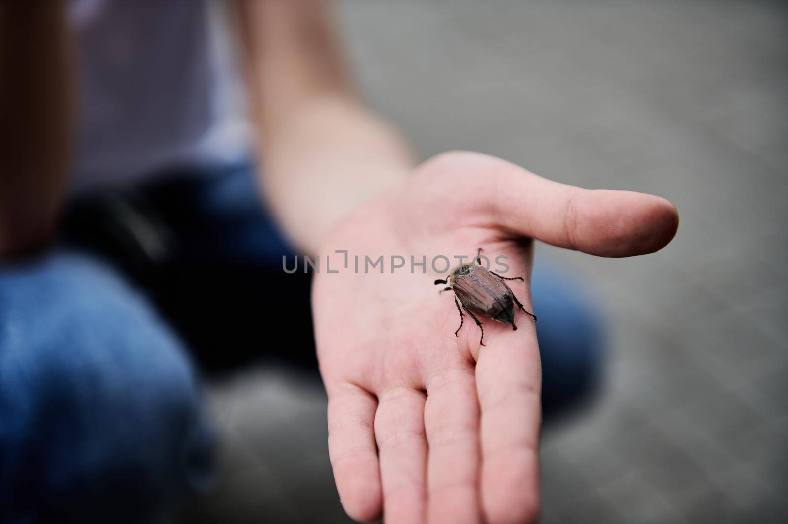 Closeup of children's hand holding a spring beetle. May-bug by artgf