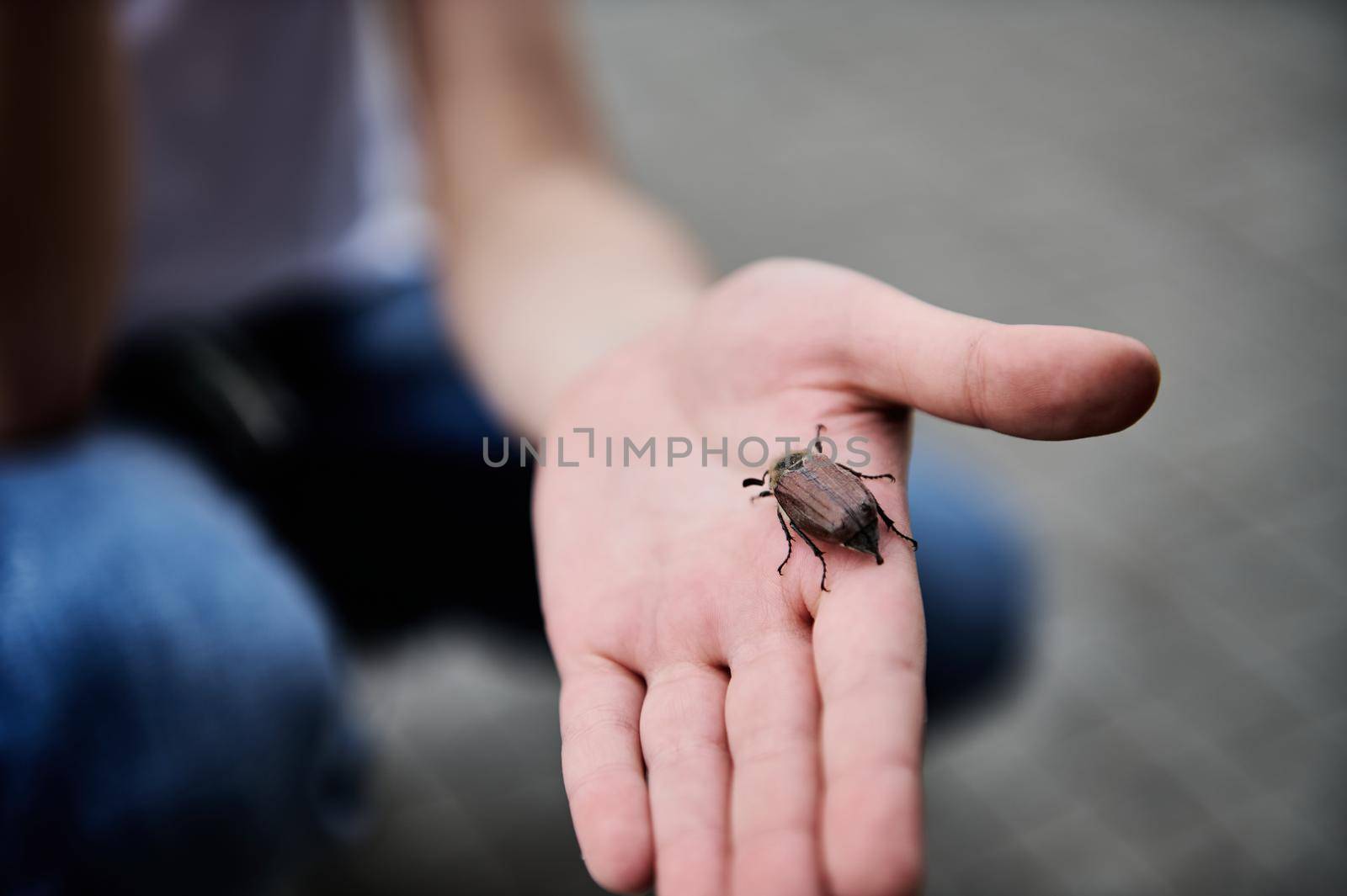 Closeup of children's hand holding a spring beetle. May-bug in child's hand