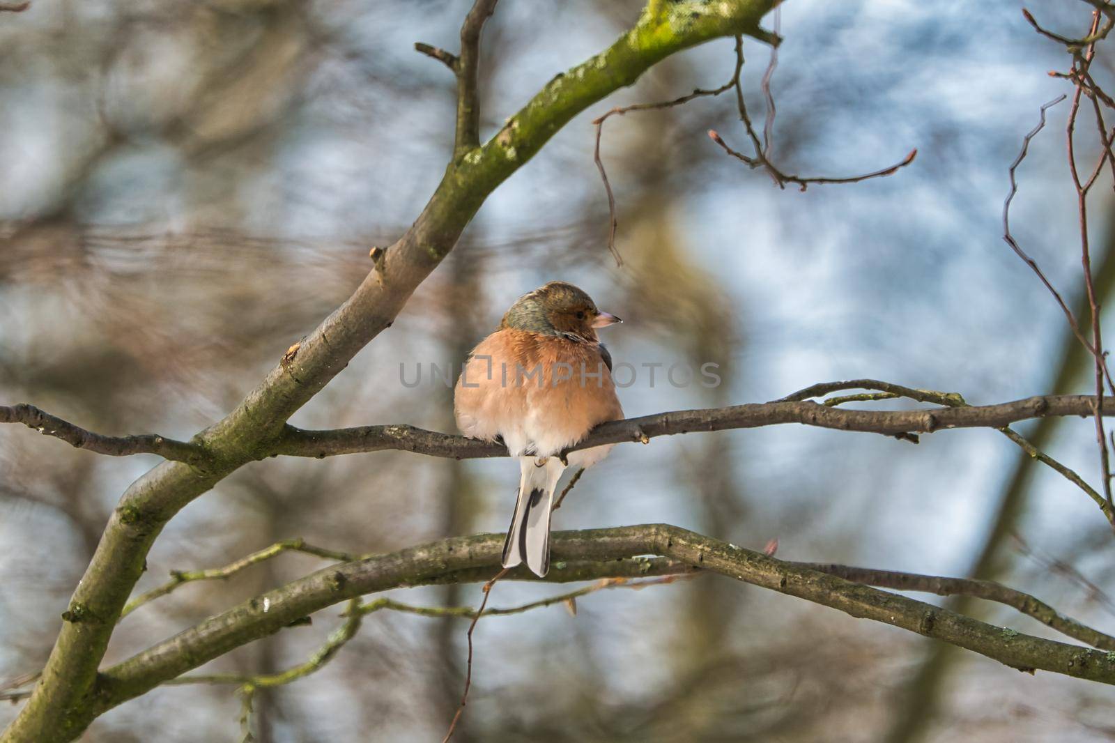 single chaffinch on a tree in the winter by Bullysoft