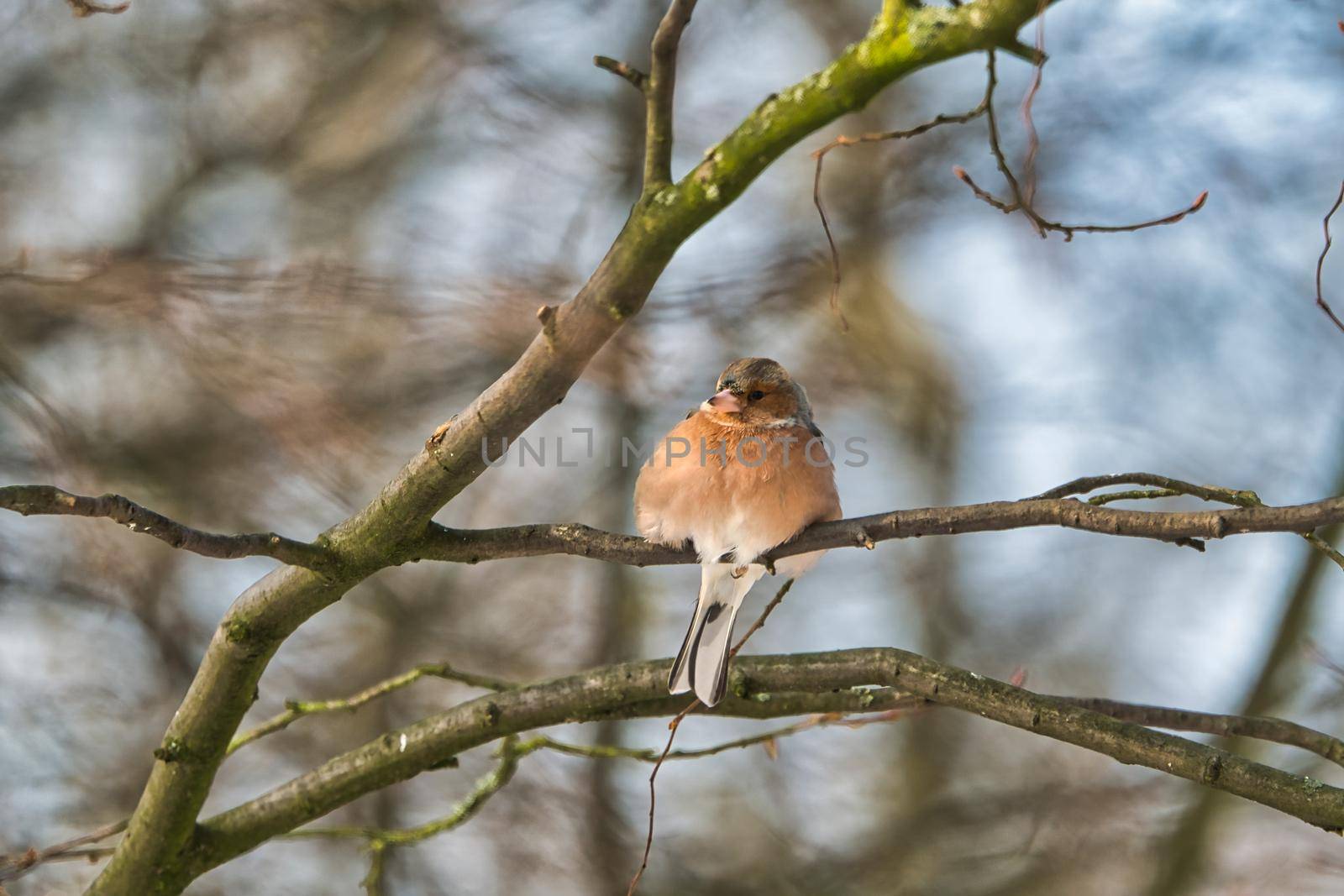 single chaffinch on a tree in the winter by Bullysoft