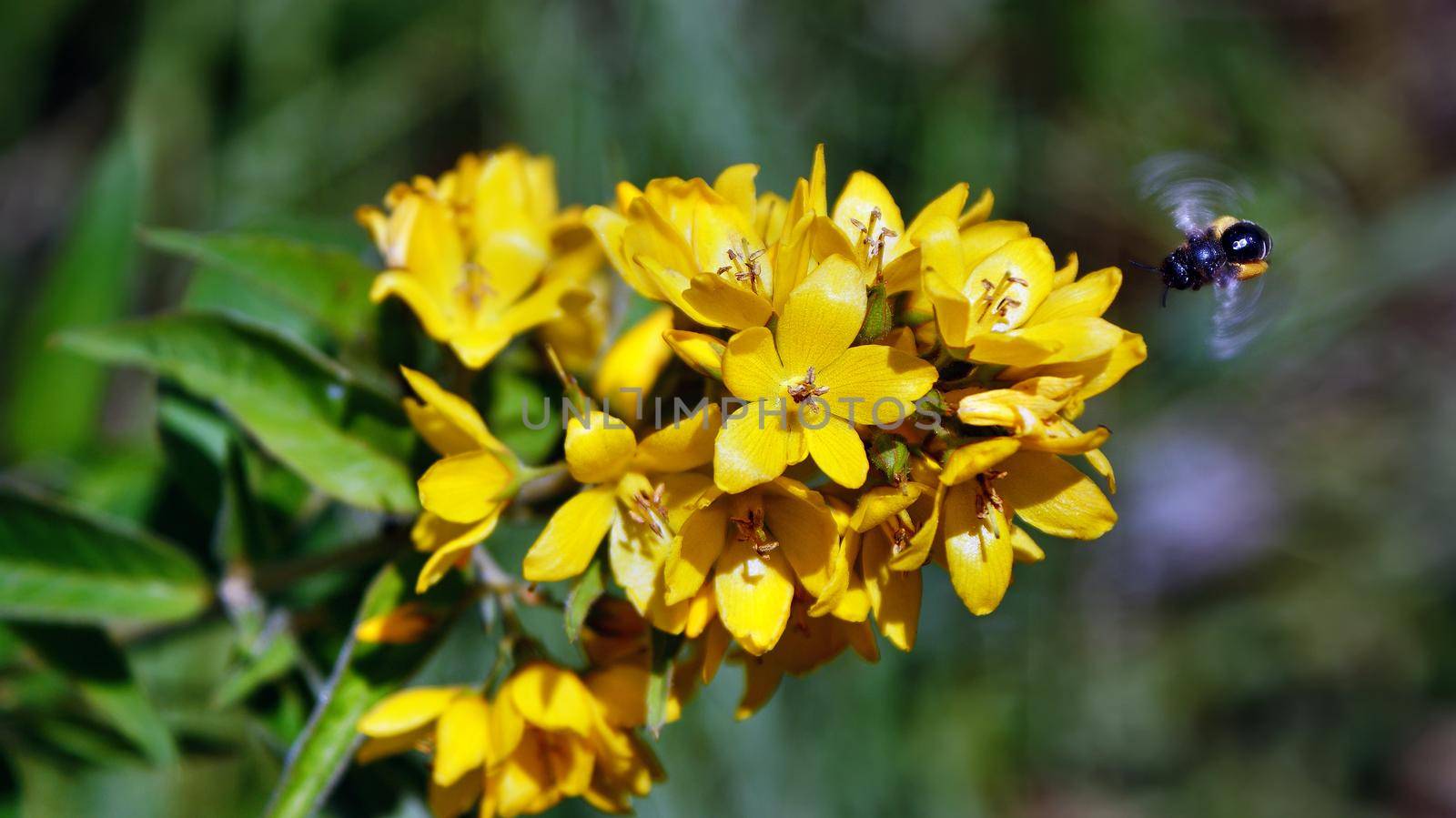 A bee flying around and pollinating bright yellow small bok choy flowers