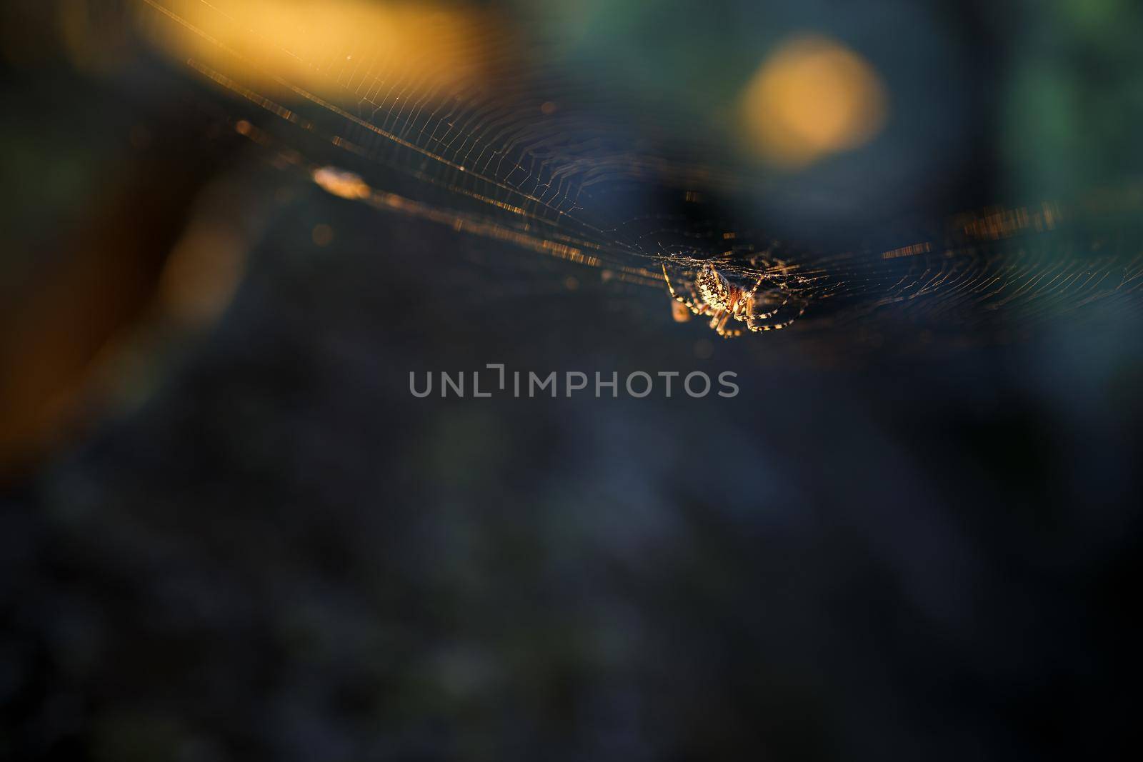 Spider on a web in the sun, in the forest by AlexGrec