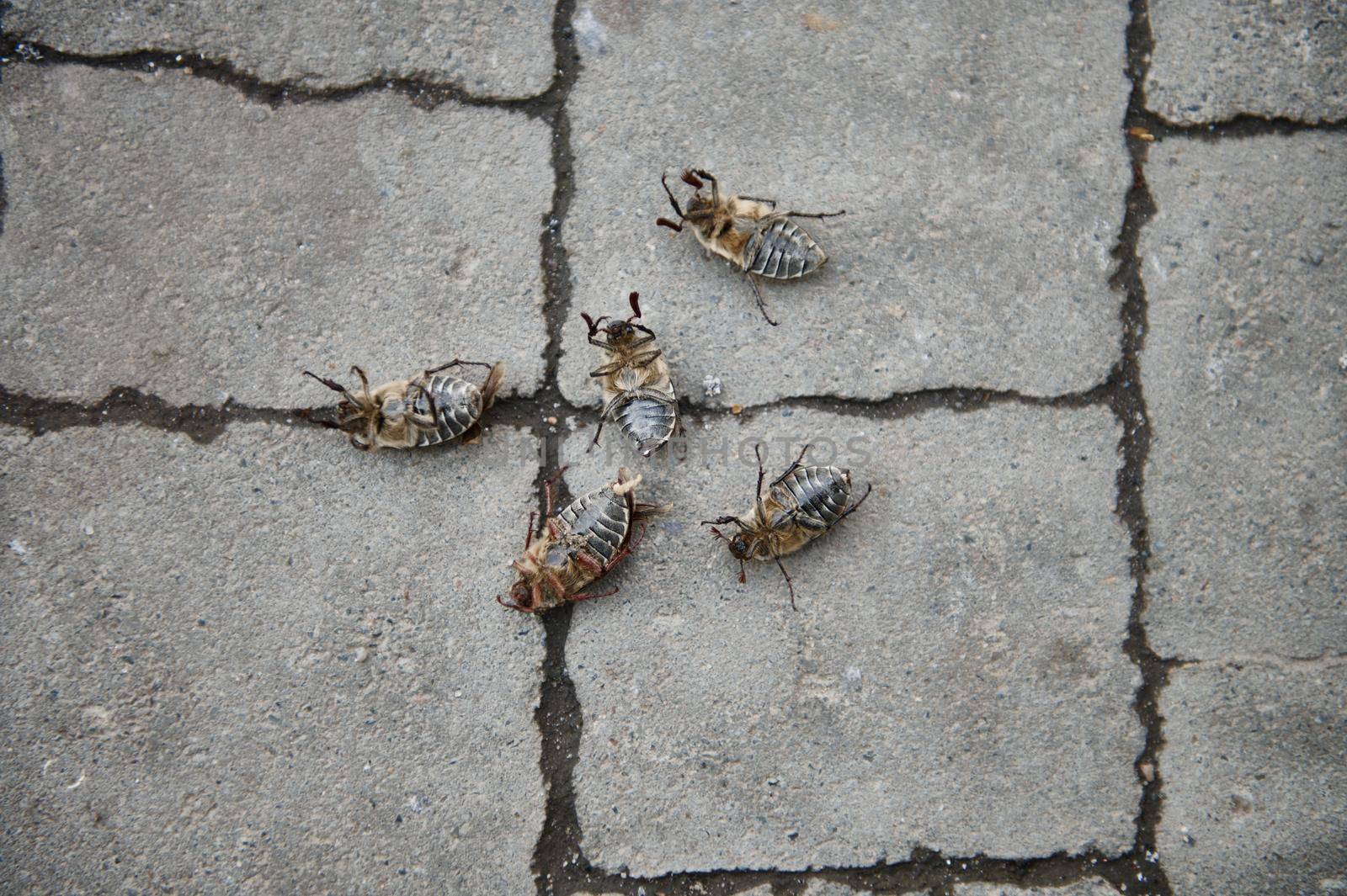 May beetles upside down and lying on their backs on a gray block by artgf