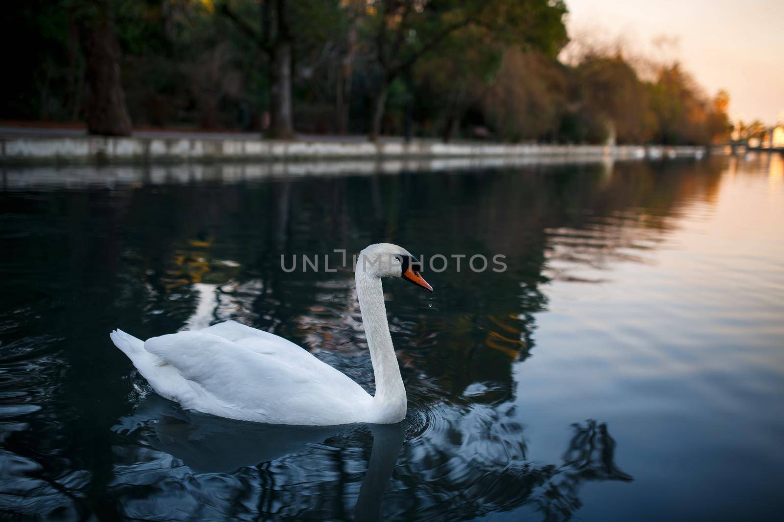 White swan on a pond, Beautiful and graceful by AlexGrec