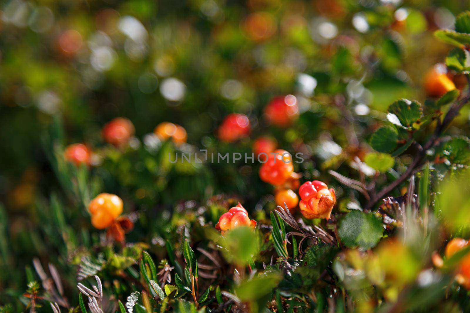 Cloudberry grows in the forest. North Karelia. by AlexGrec