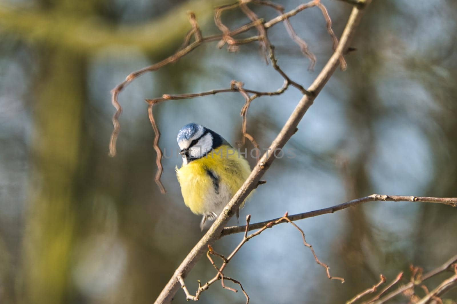 blue tit in the winter on a tree by Bullysoft