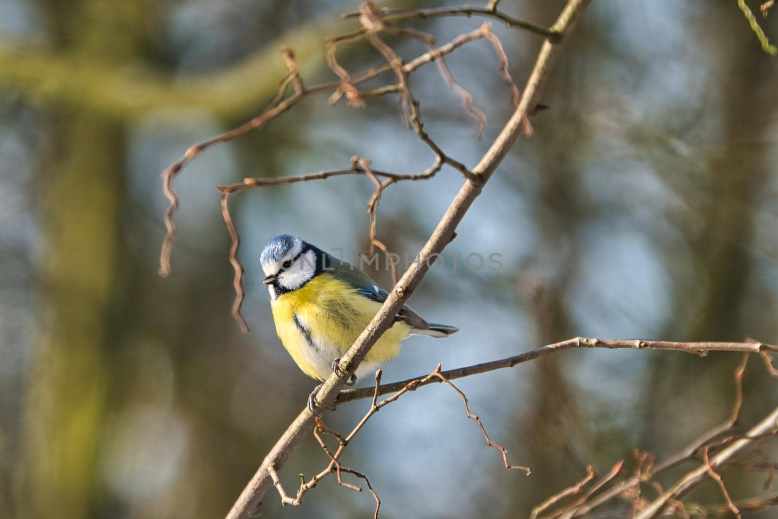 blue tit in the winter on a tree by Bullysoft