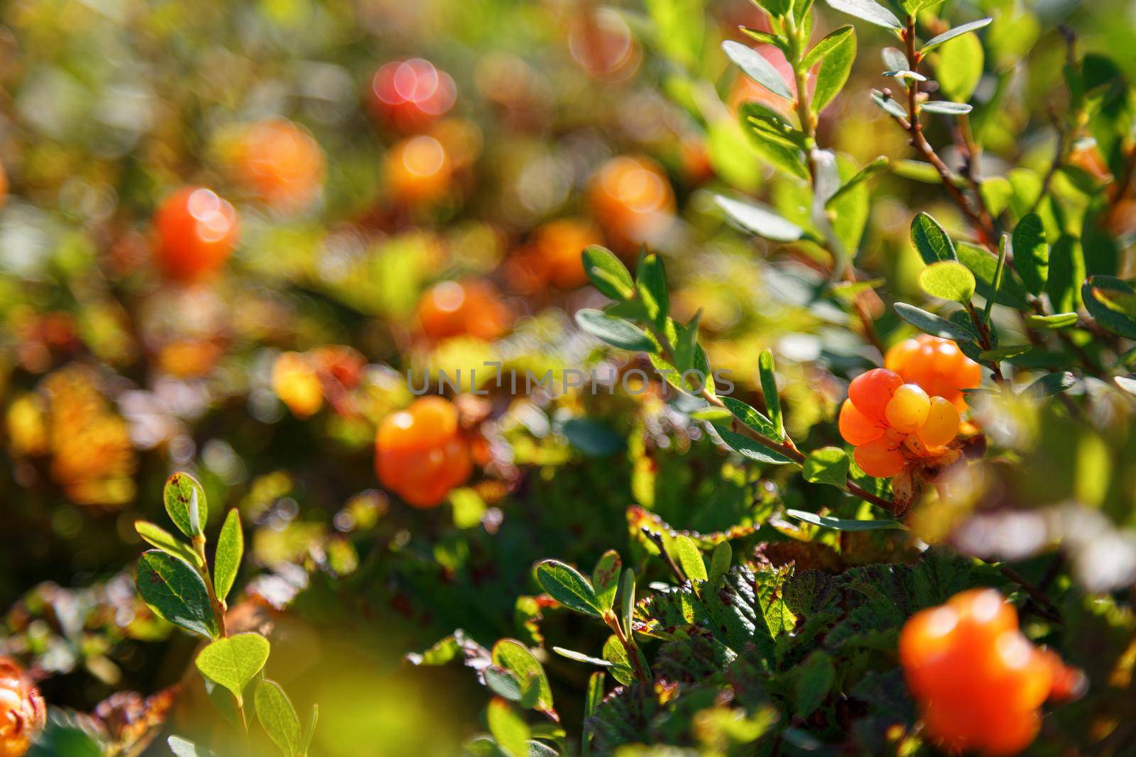 Cloudberry grows in the forest. North Karelia. Russia