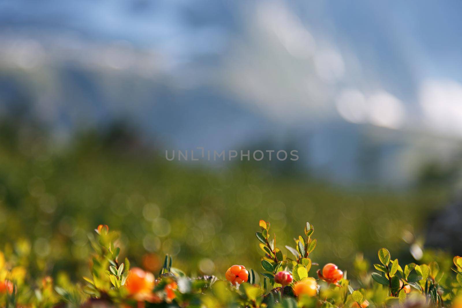 Cloudberry grows in the forest. North Karelia. Russia