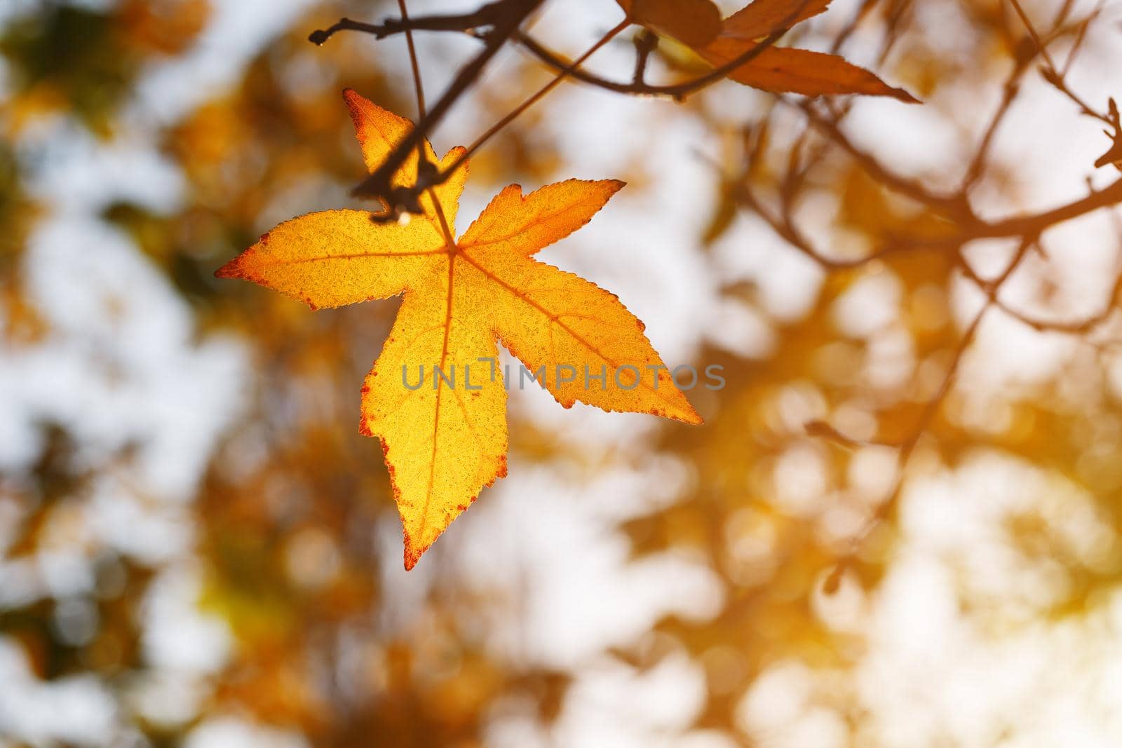 Autumn leaf, old orange maple leaves, dry foliage of trees, soft focus, autumn season, nature change, bright soft sunlight Abstract autumn background.