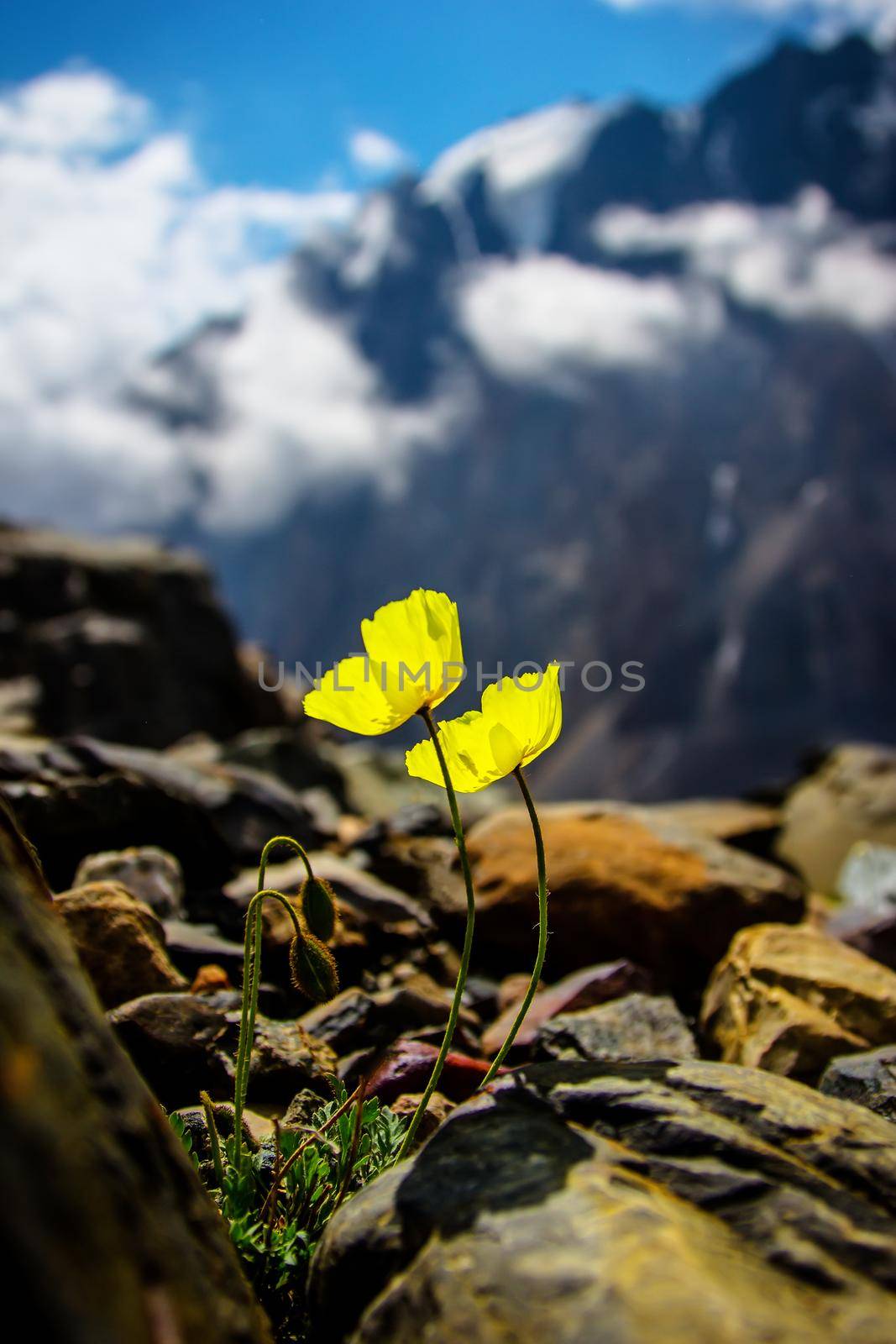 Yellow flower on the rocks in Alps. by AlexGrec