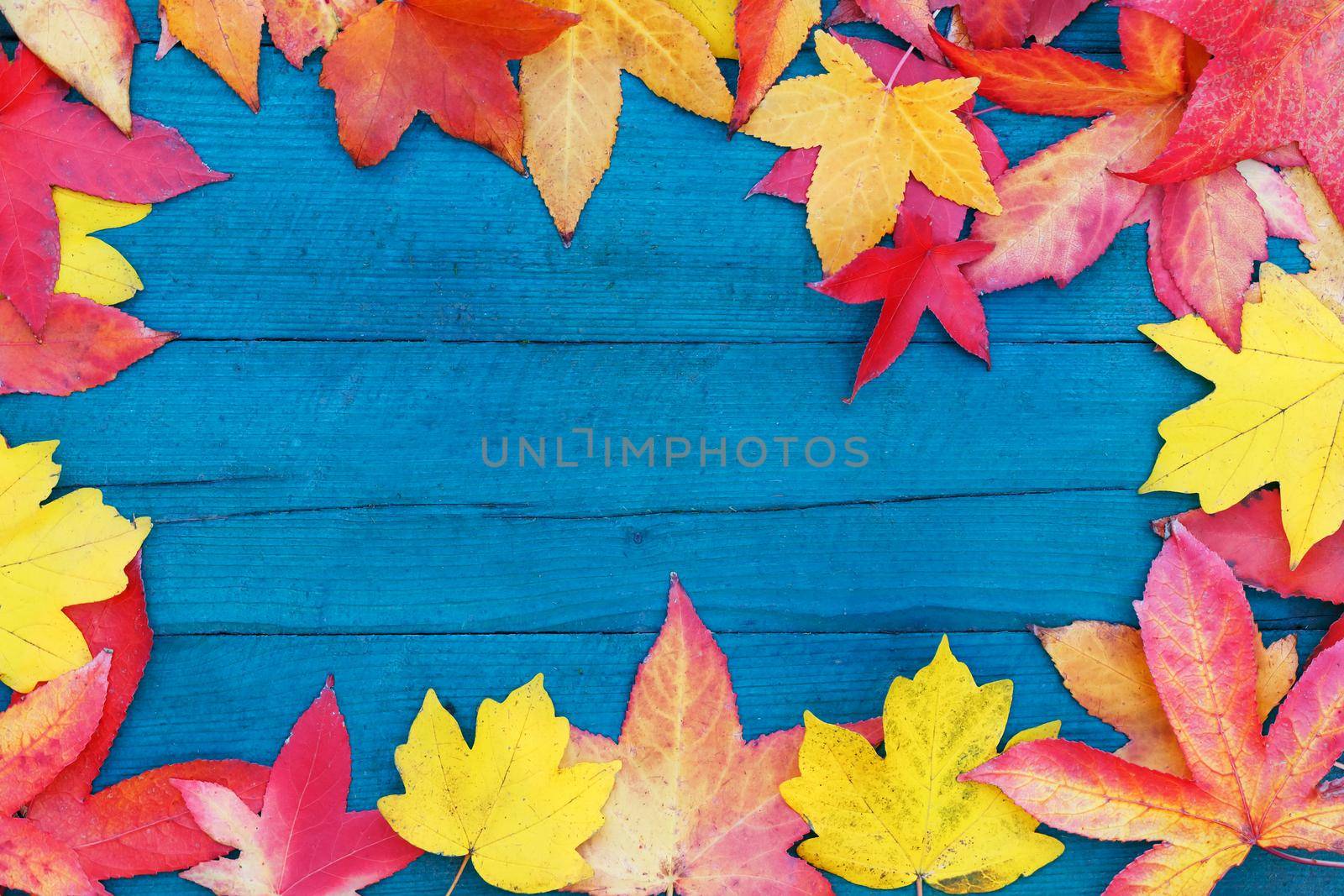 Autumn leaves on a wooden background of blue color, around the perimeter of the frame. Autumn frame for your idea and text. In the fall, the fallen dry leaves of yellow, red, orange color lined around the perimeter of the frame on an old wooden plank of pale blue. Model of autumn