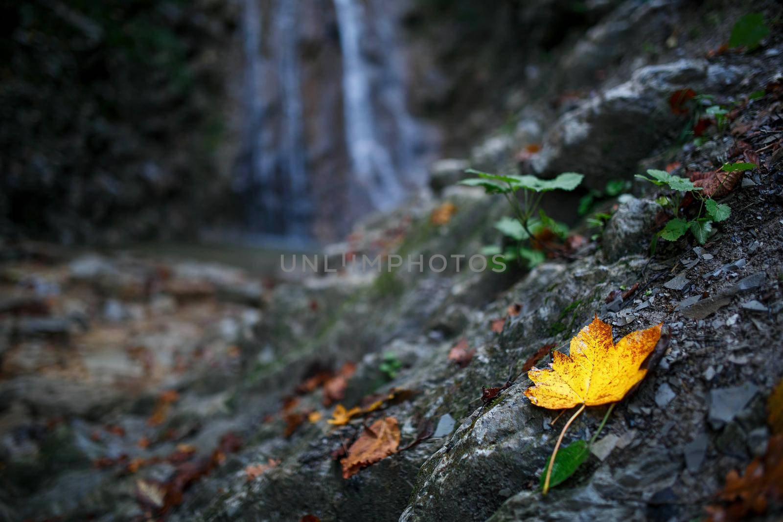 Autumn Leaves against the backdrop of a waterfall, lies on the rocks in the forest